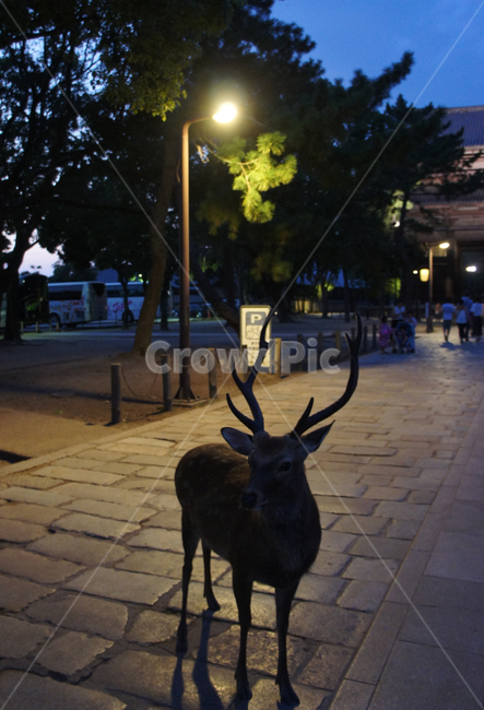 사슴,나라공원,일본,japan,deer,저녁,night,공원,가로등,밤