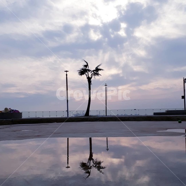 반영,야자수,바다,물,water,tree,저녁,노을,밤,하늘,sky