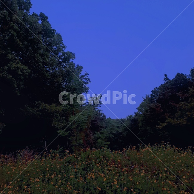 들꽃,자연,산,숲,밤,초저녁,저녁,밤하늘,감성