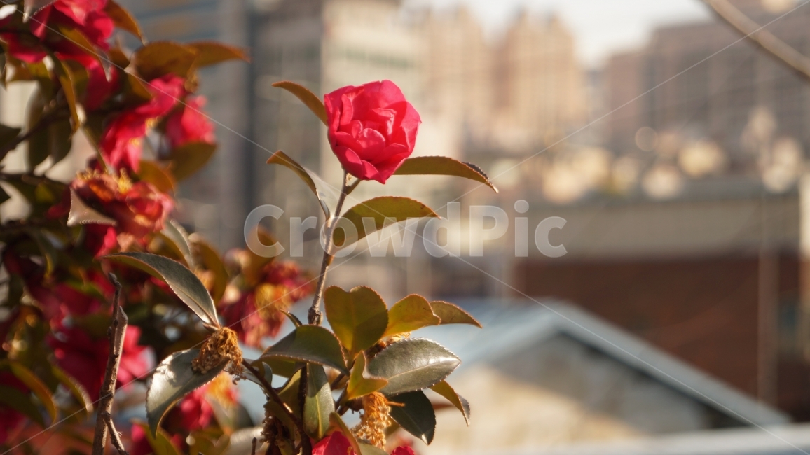 장미,꽃,봄,따뜻함,작은소망,감성,감성사진,확대,줌,소박한꿈,식물,자연,plants,nature,꽃,flower