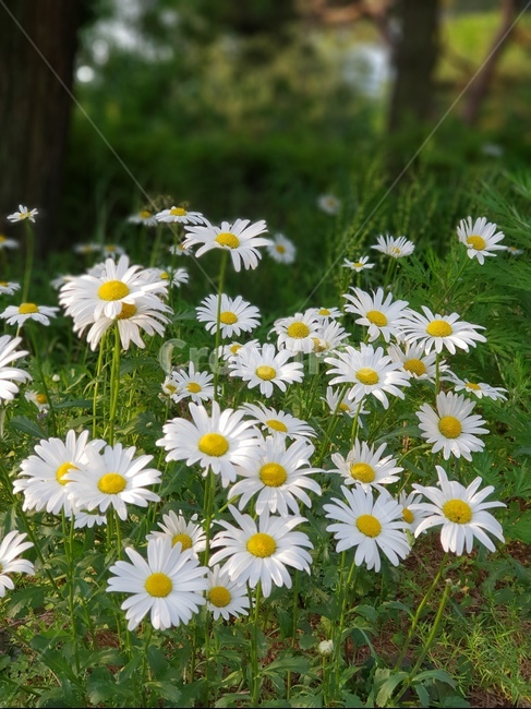 데이지,꽃,흰색,풍경,풀,평화,식물,자연,plants,nature,꽃,flower