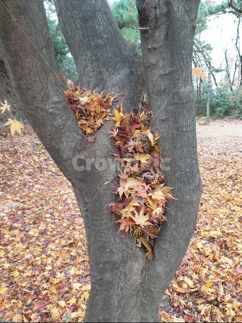 leaf,잎,plant,식물,tree,treetrunk,나무줄기,단풍잎,나무사이,산,가을