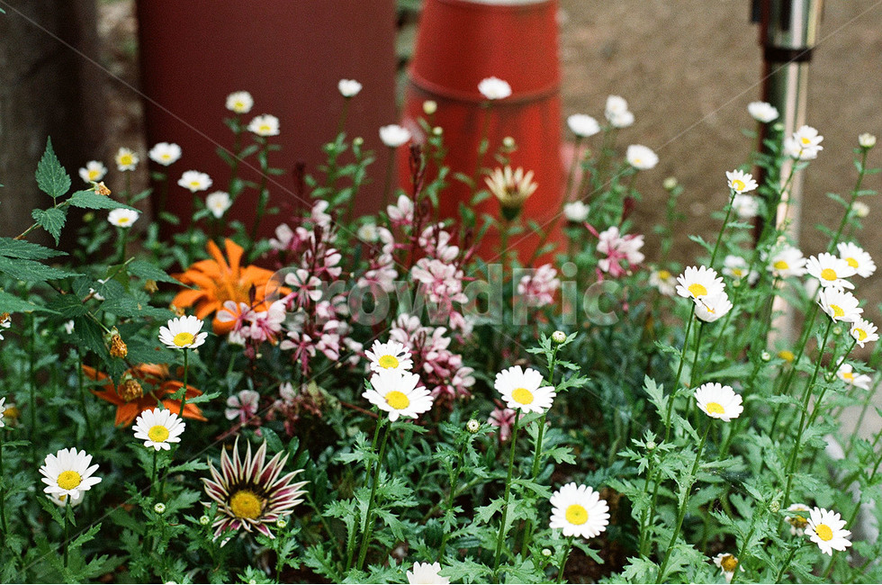 감성,감성사진,꽃,꽃사진,알록달록,식물,자연,plants,nature,꽃,flower