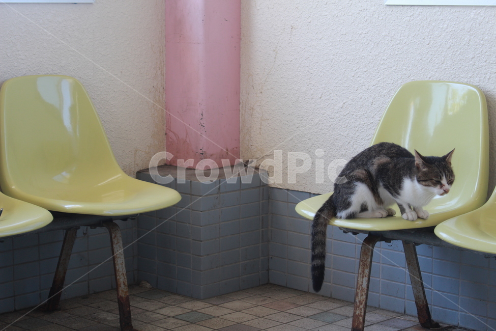 정류장,거리,고양이,길고양이,정류장속고양이,의자위고양이,동물,animal,포유류,mammal,고양이,cat,kitten,kitty