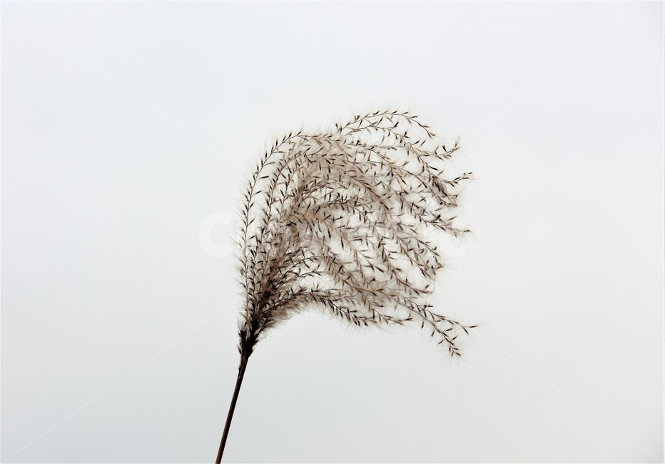 억새,억새풀,가을,가을식물,자연,가을,계절,fall,autumn,season,식물,자연,plants,nature,grass,잔디,plant,lawn,reed,갈대