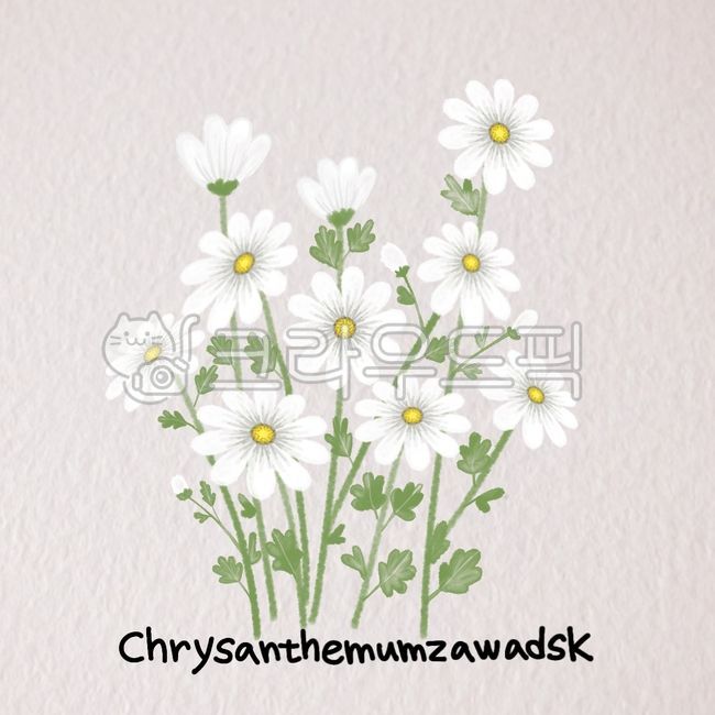 구절초,plant,식물,국화,꽃,꽃그림