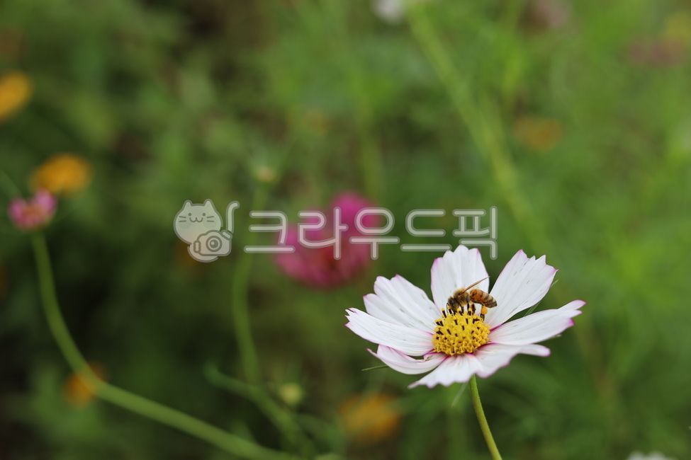 bee,outsourcing,cosmos,autumn,flower