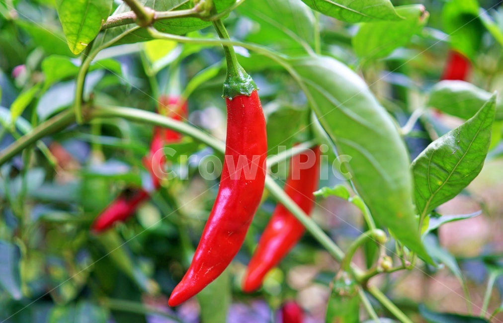 고추,텃밭,밭,채소,식물,plant,pepper,가을작물,자연,nature,채소,야채,vegetables,농업,농사,agriculture,farming,farming industry