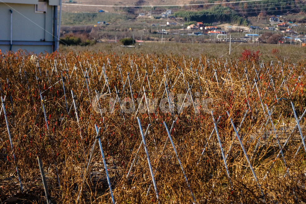 풍경,고추,배추,파,농장,산업,industry,industrial,농업,농사,agriculture,farming,farming industry