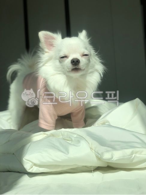 강아지,치와와,반려동물,반려견,개,하얀강아지,화이트치와와,애견,귀여운강아지,예쁜강아지,귀여운,햇살,햇빛,이불,따뜻,동물,animal,포유류,mammal,개,강아지,dog,doggy