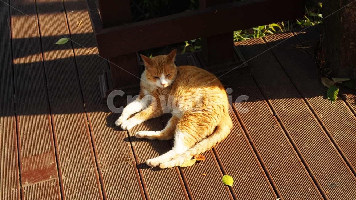 고양이,동물,휴식,힐링,광합성,동물,animal,포유류,mammal,고양이,cat,kitten,kitty