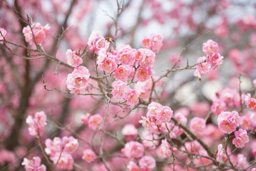꽃,벌,홍매화,자연,나무,봄,계절,spring,season,식물,자연,plants,nature,꽃,flower,감성,sensible,feeling,plant,blossom