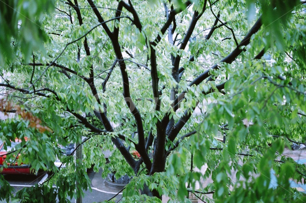 나무,필름,감성,녹색,공원,식물,자연,plants,nature,나무,trees,wood