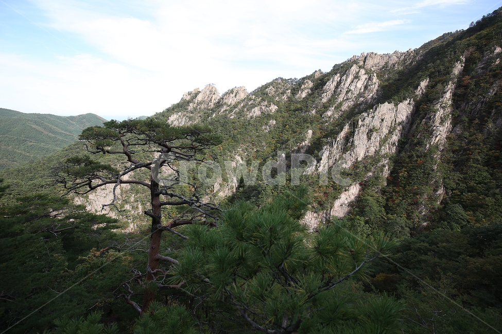 설악산,소나무,산,mountain,koreanredpine,tree,자연,풍경,nature,landscape,나무,plant,식물,fir,전나무