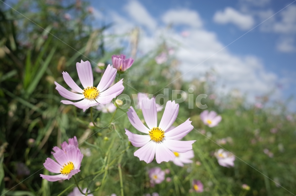 꽃,풍경,자연,봄날,봄,가을,계절,fall,autumn,season,식물,자연,plants,nature,꽃,flower,plant