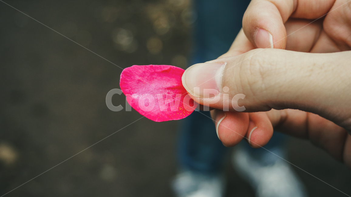 꽃잎,꽃,분홍,아련,flower,petal,flowerleaf,pink,식물,자연,plants,nature,꽃,flower