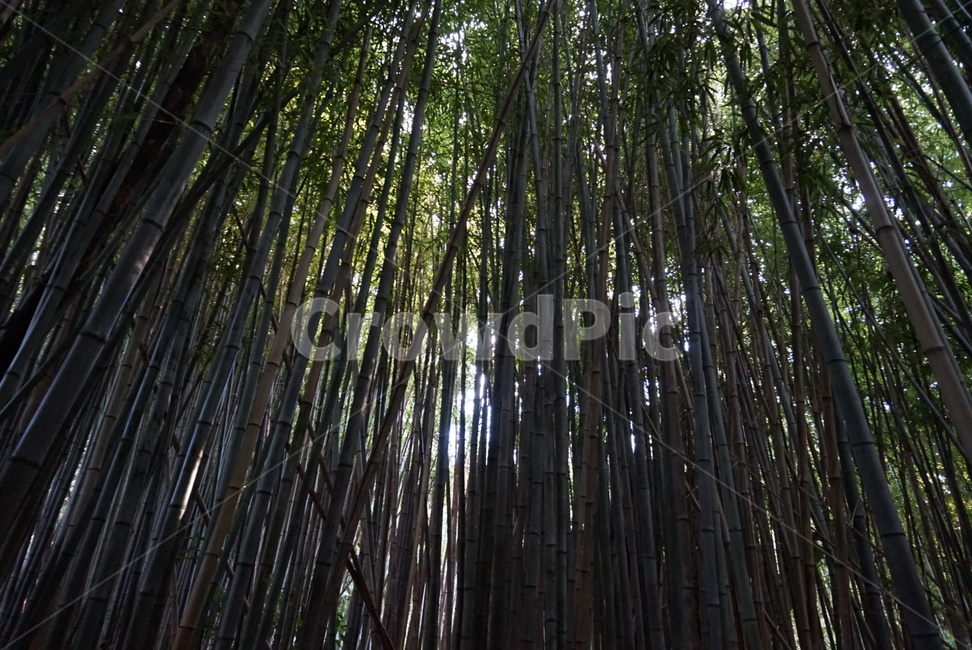 풀,풀숲,자연환경,풍경,숲,대나무숲,나무숲,나무,울창한,자연,풍경,nature,landscape,식물,plants,나무,trees,wood,plant