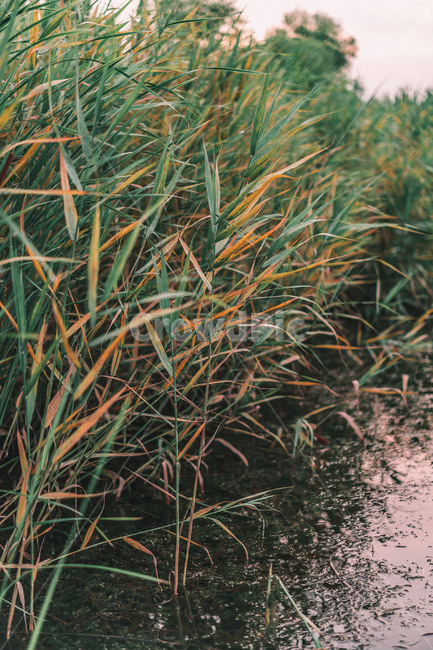 nature,자연,식물,plant,grass,잔디,식물,자연,plants,nature