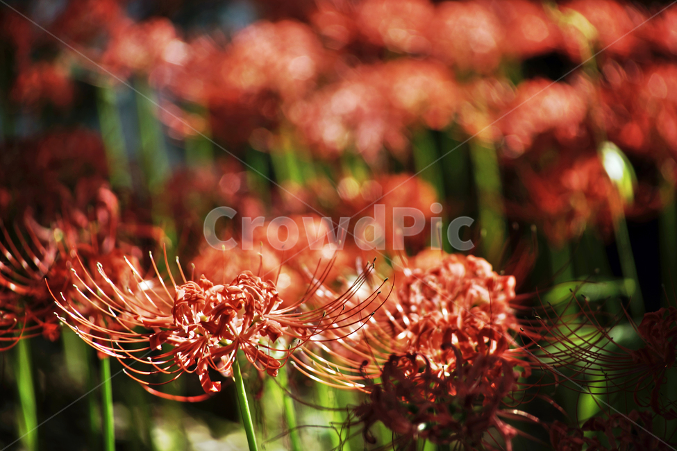 꽃무릇,상사화류,석산,독무릇,산오독,산두초,redspiderlily,가을,빨간꽃,수선화과,식물,화단용,꽃꽂이용,식물,자연,plants,nature,꽃,flower