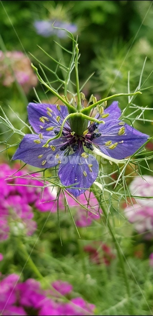꽃,자연,식물,풀,들풀,들꽃,야생화,plants,nature,flower,배경,분홍,봄,여름,감성,보라,퍼플,접사