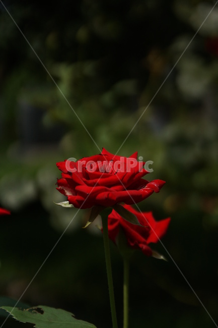 장미,장미꽃,꽃,발간색,rose,red,식물,자연,plants,nature,꽃,flower
