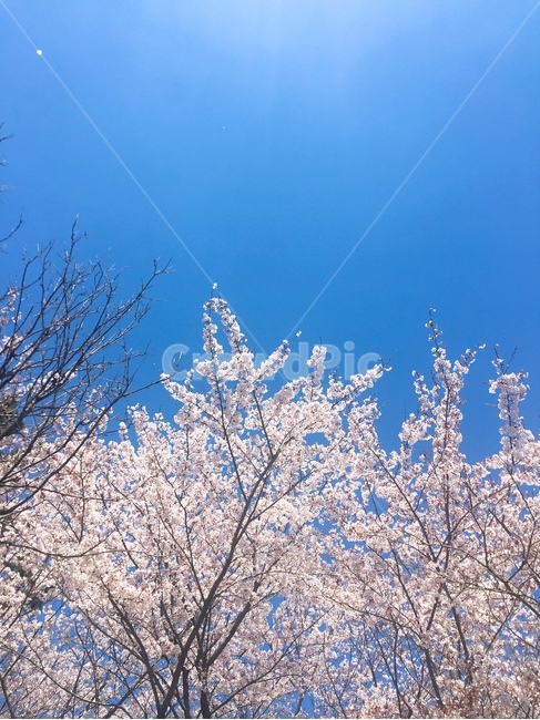 봄,계절,벚꽃,하늘,배경화면,감성,맑은,핑크,배경,봄,계절,spring,season,식물,자연,plants,nature,꽃,flower,outdoors,옥외,ice,빙