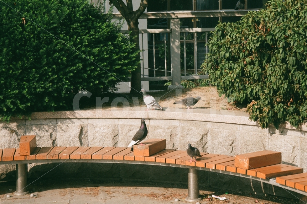 비둘기,평화,한가함,나른한,오후,감성,필름,동물,animal,조류,새,birds