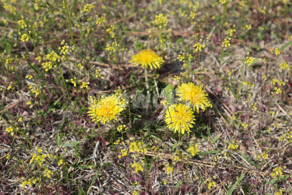 flower,노란꽃,민들레,꽃,봄