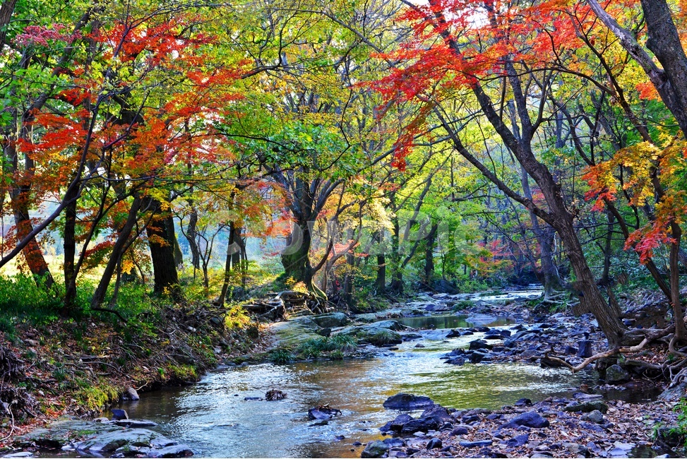 고창,선운사,도솔천,선운사가을,도솔천만추,계곡,가을,계절,추색,추경,만추,경치,경관,풍경,water,물,leaf,잎,nature,자연,outdoors,옥외,maple,단풍,plant,식물,tree,나무,treetrunk,나무줄기