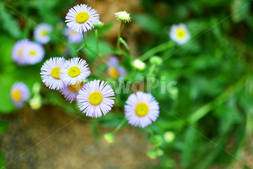egg flower,color,plants,sight,insect,Emotion,sensible,nature,Gujeolcho,feeling,flower,Gamancho,emotion,wildflowers,bug,background,plant,animal,scarab,colorful