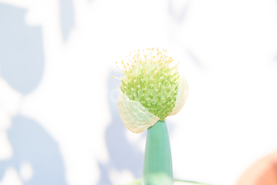 파,식품,식물,씨,종자,음식,plant,열매,대파,식물,자연,plants,nature