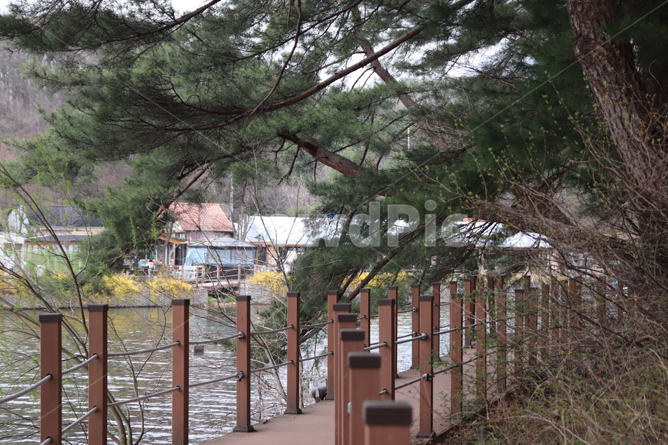 길,산정호수,공원,호수,나무,식물,자연,plants,nature,나무,trees,wood