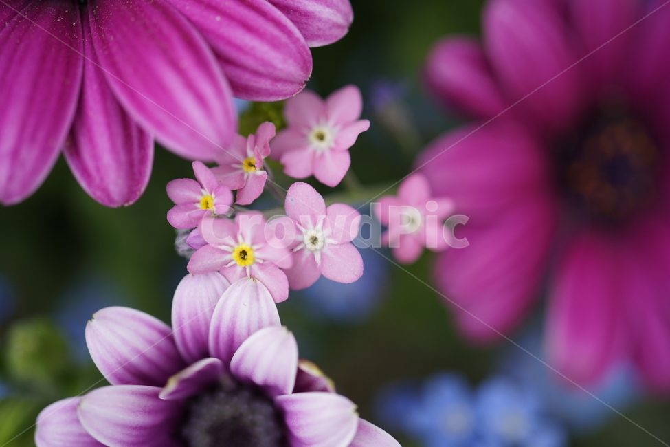 plant,식물,flower,꽃,화분,꽃잎,식물,자연,plants,nature,꽃,flower