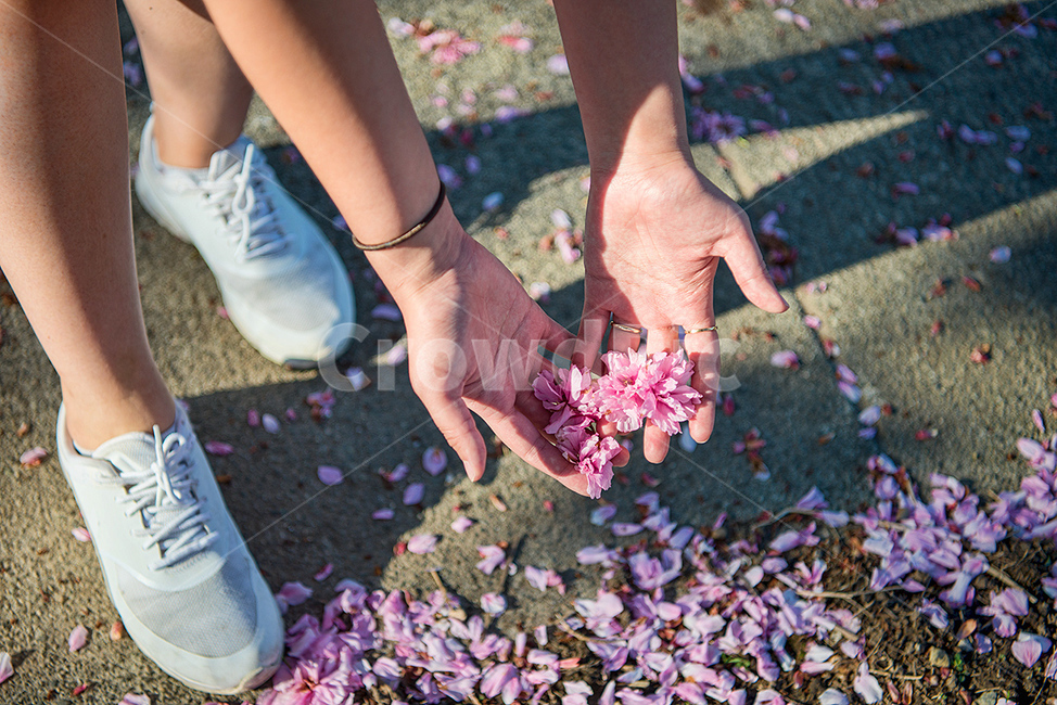 벚꽃,벚꽃잎,핑크,색감,손바닥,손바닥위꽃잎,봄,계절,spring,season,사람,인물,인간,human,person,신체일부,몸,body