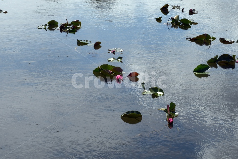 꽃,연꽃,연잎,수련,힐링,식물,plants,nature,flower,초록,호수,자연,자연,풍경,nature,landscape