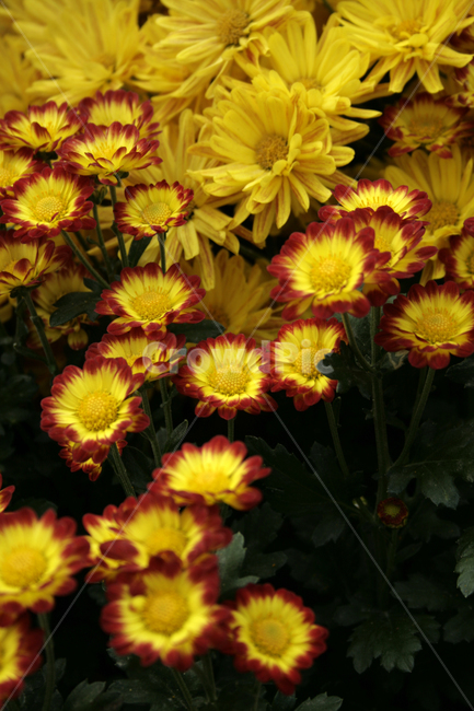 국화,꽃,가을,flower,식물,식물,자연,plants,nature,꽃,flower