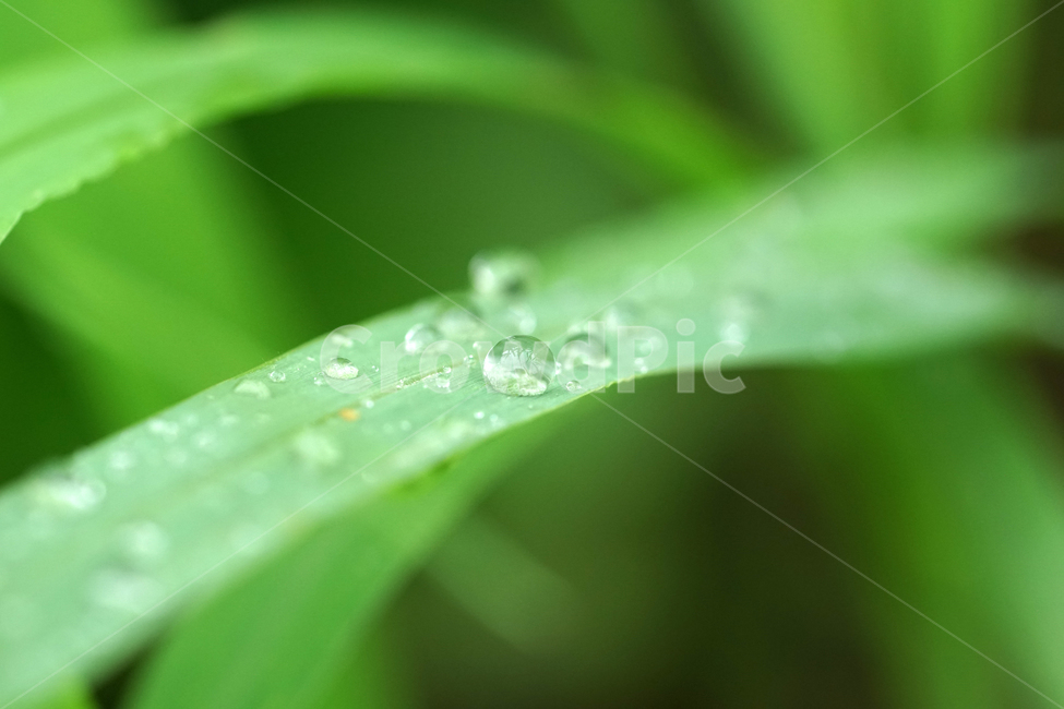 자연,nature,물방울,이슬,아침,아침이슬,풀,풀잎,식물,plants,raindrop,dropofwater,waterdroplet,steam,closeup,클로즈업,macro,메크로,마크로,접사,풍경,landscape,감성사진,감성,식물,자연,plants,nature