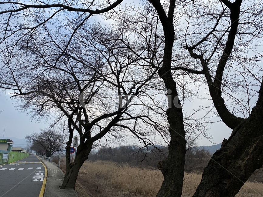 도로,road,식물,tree,나무