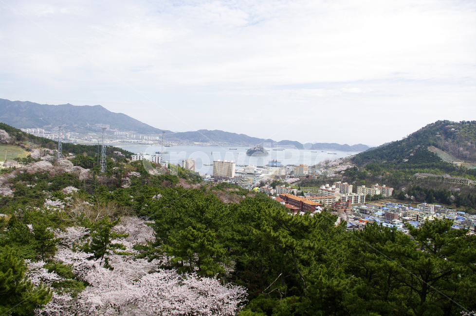 진해,바다,풍경,봄,산,나무,꽃,봄,계절,spring,season,도시,풍경,city,landscape,한국도시풍경,한국도시경관,korea cityscape,scenery,nature,자연,outdoors,옥외,경치,plant,식물
