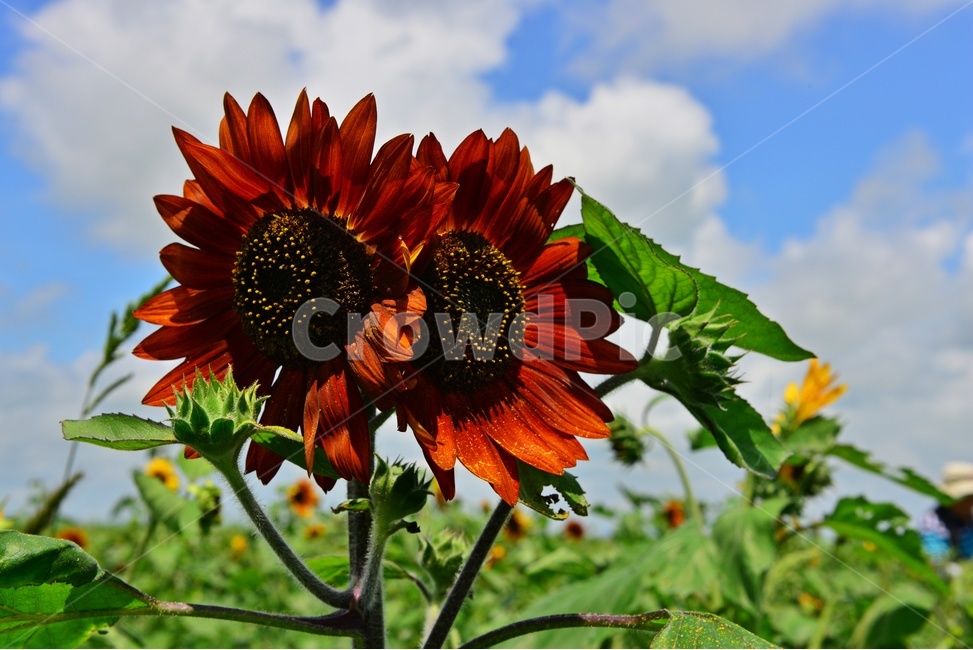plant,식물,flower,blossom,꽃,sunflower,해바라기,날씨,구름,하늘,해남,마산,간천지,간척지해바라기밭,해바라기밭,마산해바라기밭