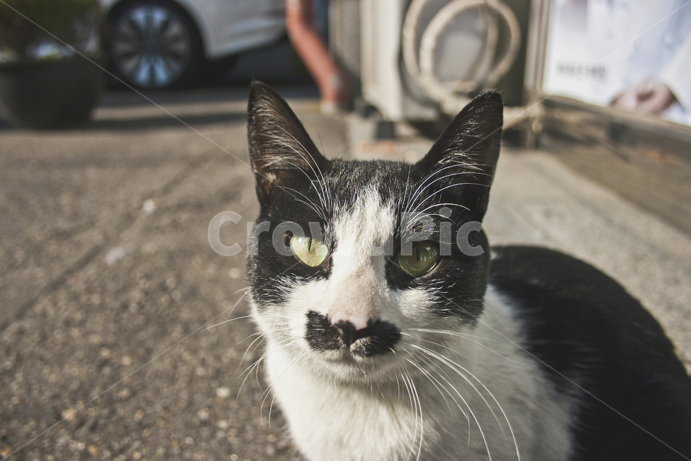 동물,고양이,cat,animal,포유류,애완동물,길냥이,동물,animal,포유류,mammal,고양이,cat,kitten,kitty