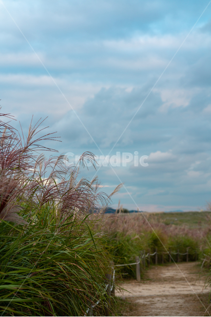 하늘공원,억새,하늘,풍경,공원,구름,배경화면,sky,landscape,blue,cloud,가을,계절,fall,autumn,season,자연,풍경,nature,landscape,grass,잔디,plant,식물