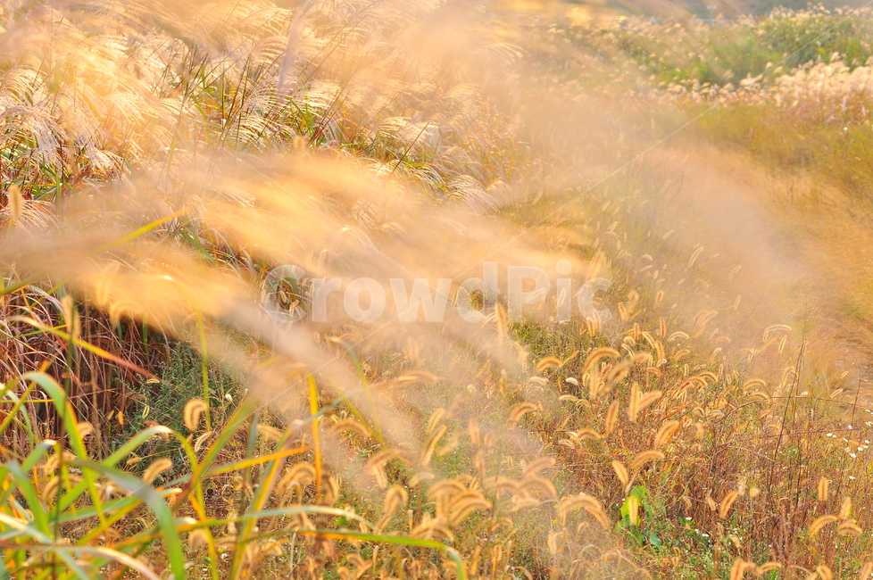 가을,억새밭,들풀,들꽃,야생화,시즌,계절,10월,11월,가을분위기,가을느낌,season,fall,autumn,바람,억새풀,방향,야외,들판,늦은오후,분위기,emotion,sensible,feeling,억새축제,몽환적,가을,계절,fall,autumn,season,자연,풍경,nature,landscape