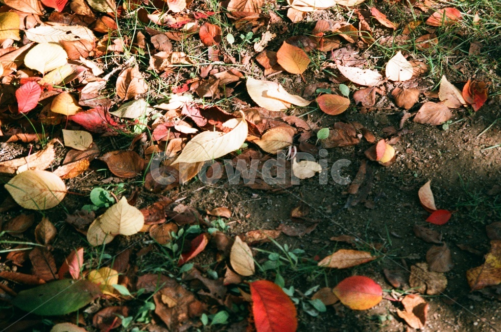 leaf,ground,흙,낙엽,가을,나뭇잎,가을분위기,fallenleaves,fall,autumn,park,warm,가을,계절,fall,autumn,season