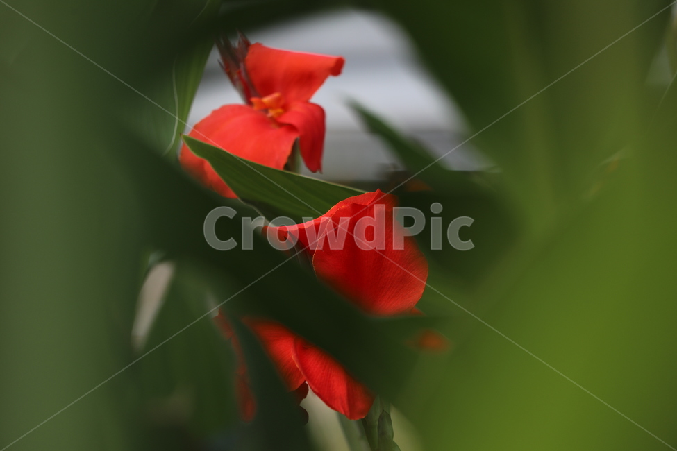 칸나,빨강,나리공원,축제,꽃밭,식물,자연,plants,nature,꽃,flower