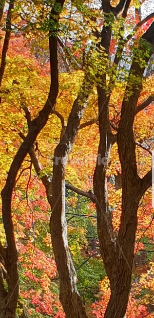 tree,나무,plant,단풍,내장사,11월