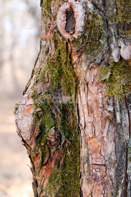 나무,라임오렌지나무,얼굴,숲,멋진소나무,tree,treetrunk,나무,trees,wood