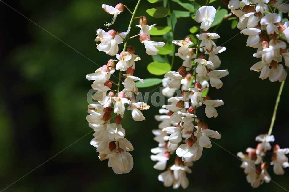 장미목,아카시아향,식용꽃,falseacasia,식용,식물,자연,plants,nature,꽃,flower