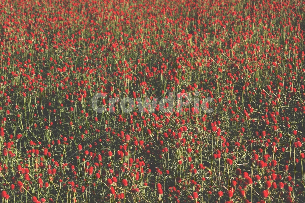 백일홍,꽃,꽃다발,밭,자연,풍경,꽃밭,안개꽃,flower,축제