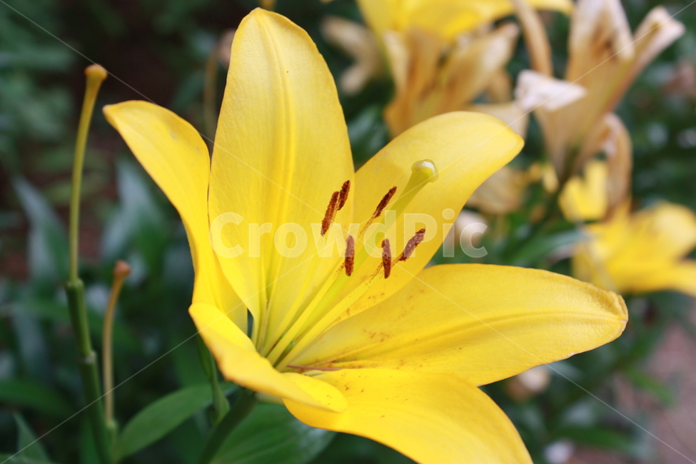 꽃,yellow,flower,식물,자연